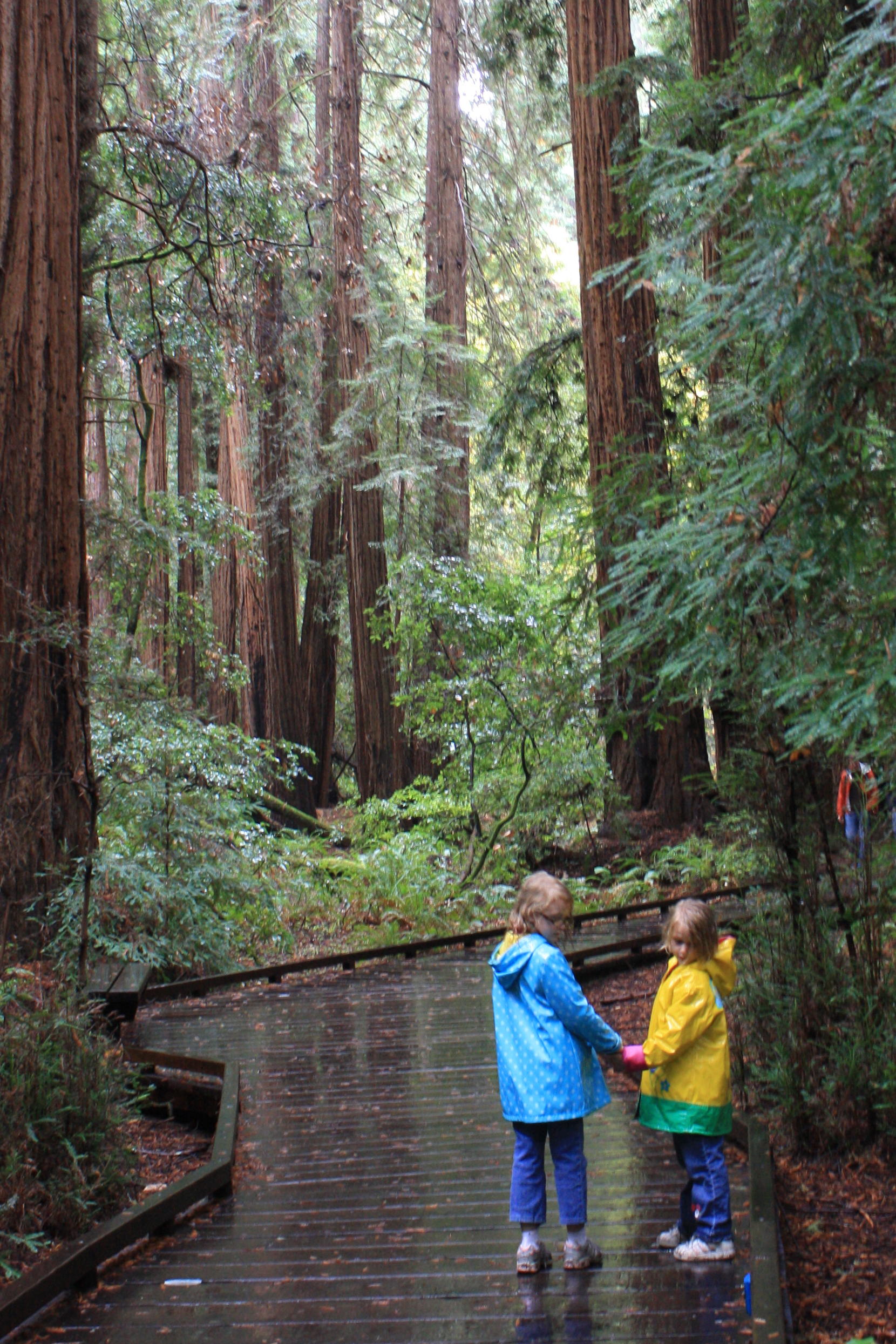 2010_10_22 JC at Muir Woods.jpg